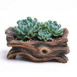 Cement Driftwood Planter