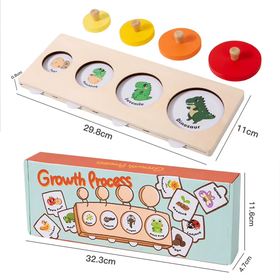 Montessori Life Cycle Toy That Teaches Kids How Living Things Grow