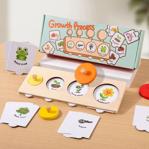 Montessori Life Cycle Toy That Teaches Kids How Living Things Grow