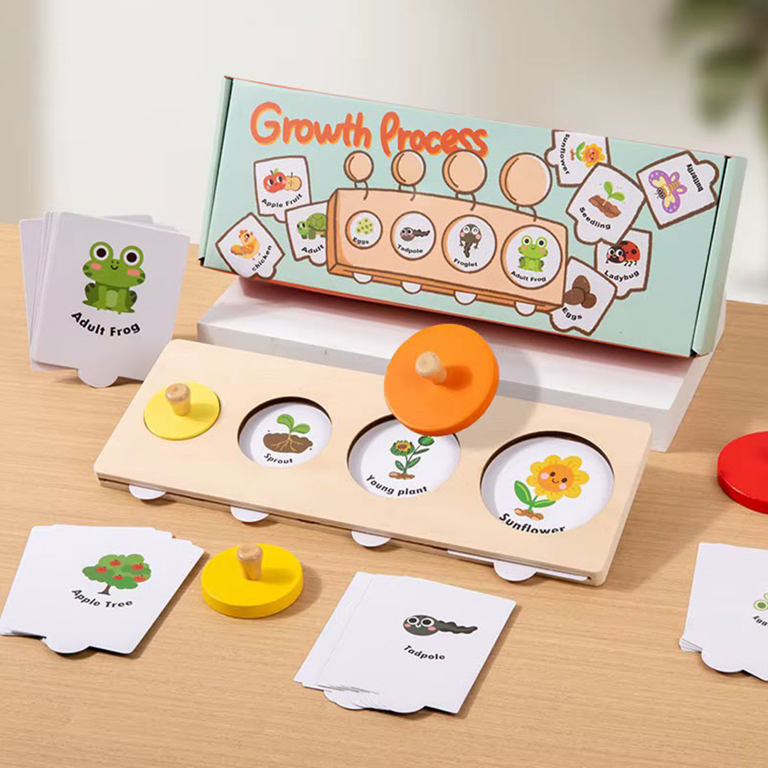 Montessori Life Cycle Toy That Teaches Kids How Living Things Grow