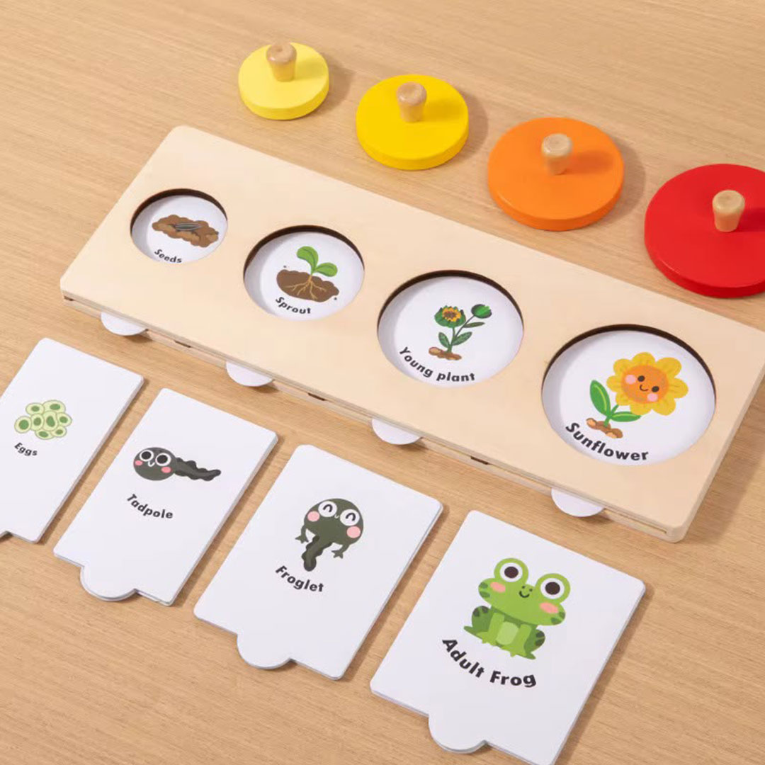 Montessori Life Cycle Toy That Teaches Kids How Living Things Grow